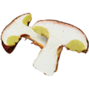 ポルチーニ茸